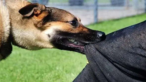 حمله سگ‌های ولگرد به پسربچه ۸ ساله در شهر سهند