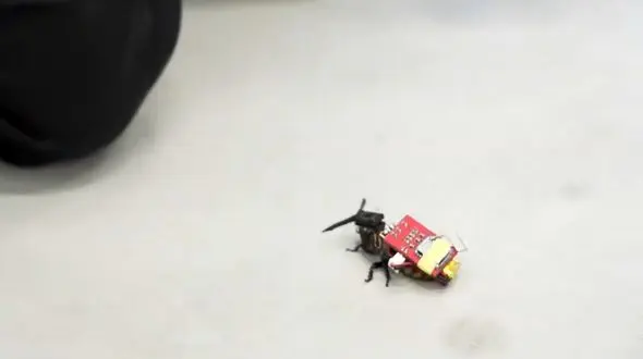 استفاده از سوسک برای خدمت به انسان! / فیلم 