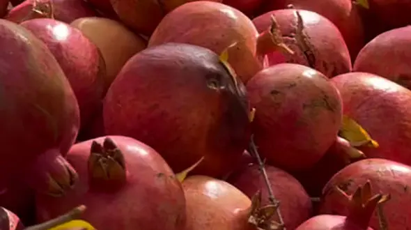 تاریخ و مکان جشن انار کردستان مشخص شد / فیلم