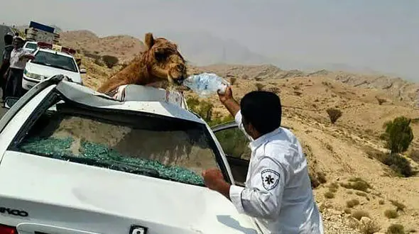 32 تصادف مرگبار با شتر در خراسان جنوبی