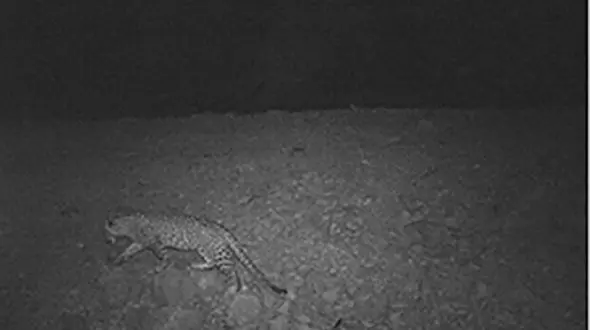 جدیدترین عکس از پلنگ ایرانی در خرم‌آباد