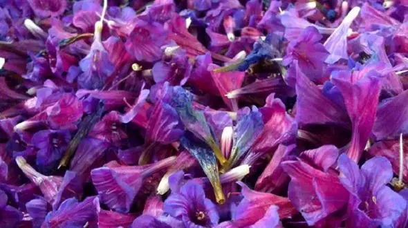 چای این گیاه خوشرنگ آرامبخش روح و جسم است