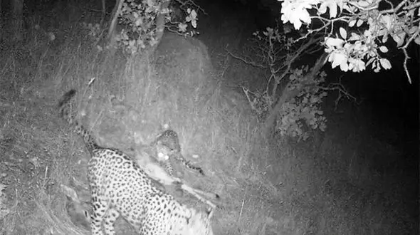 فیلم شگفت‌انگیز از چهار پلنگ ایرانی در حال خوردن یک گوزن زرد