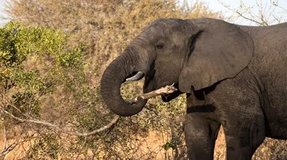 خرطوم فیل به کمک تکنولوژی آمد + فیلم