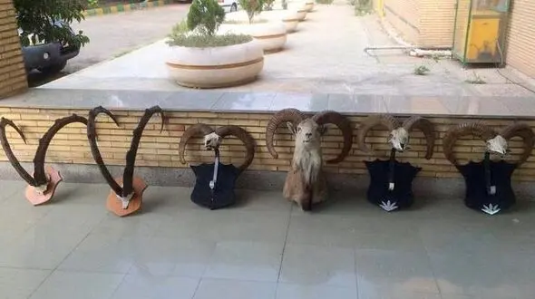 کشف هدمانت تاکسیدرمی قوچ و کل وحشی درفروشگاهی درتهران 