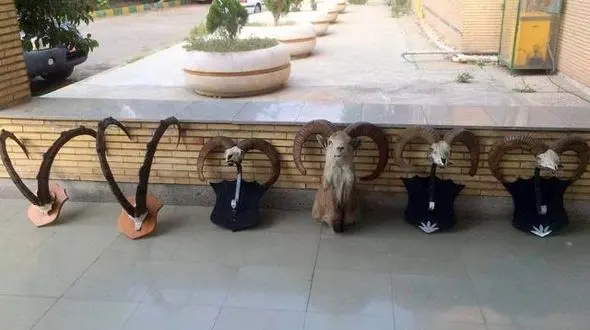 کشف هدمانت تاکسیدرمی قوچ و کل وحشی درفروشگاهی درتهران 