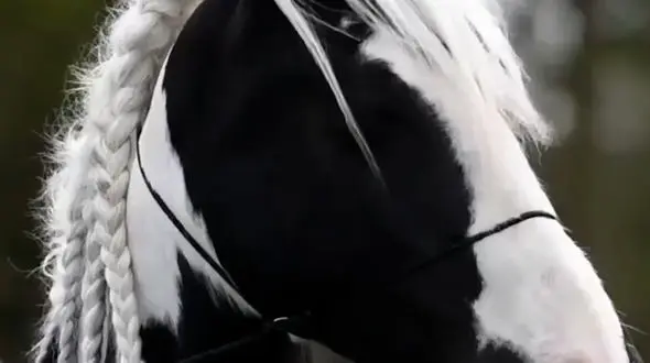 از اسب زیبا تا دلبری جوجه اردک بامزه