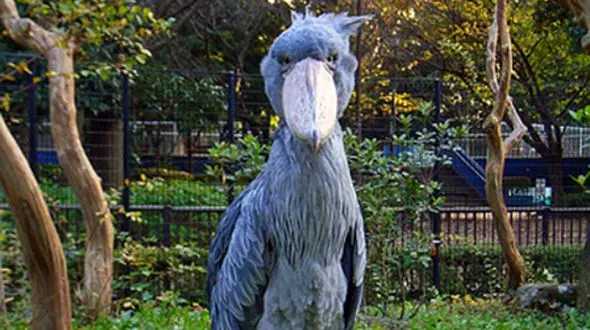 فیلم عجیب ترین لک لک جهان ! / صدای تیربار جنگل زیر سر این بود !