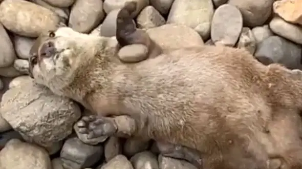 یه قل دو قل بازی به سبک سمور | فیلم