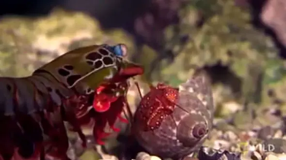 میگوی طاووسی از عجیب ترین گونه های میگو + فیلم