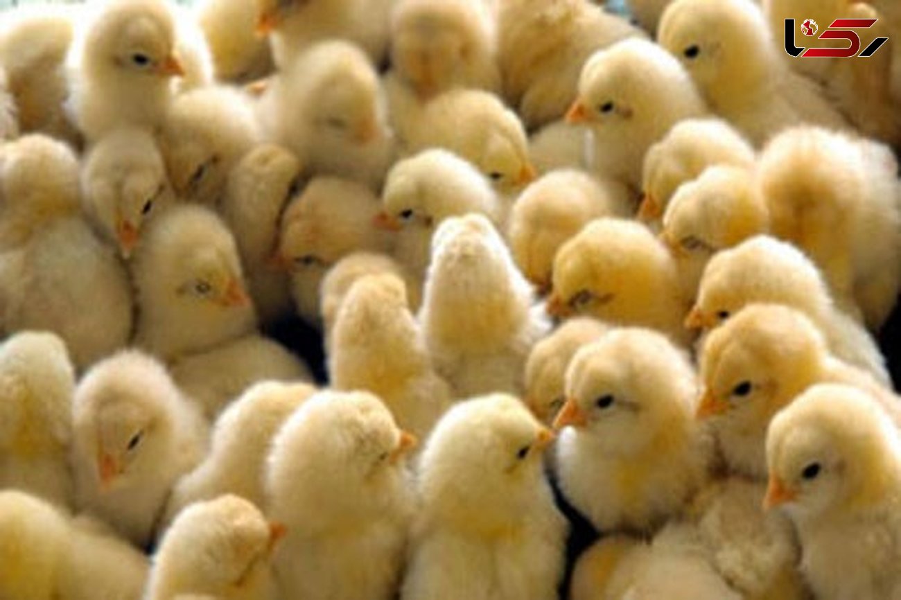 قیمت مرغ افزایش نمی یابد