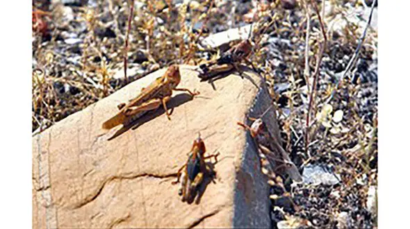 20 روز دیگر ملخ های صحرایی به ایران حمله می کنند
