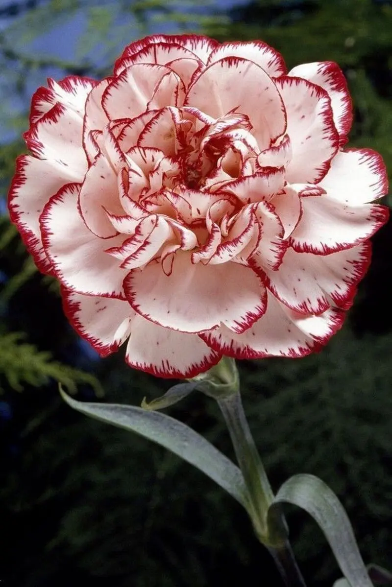 گل موبایل عکس