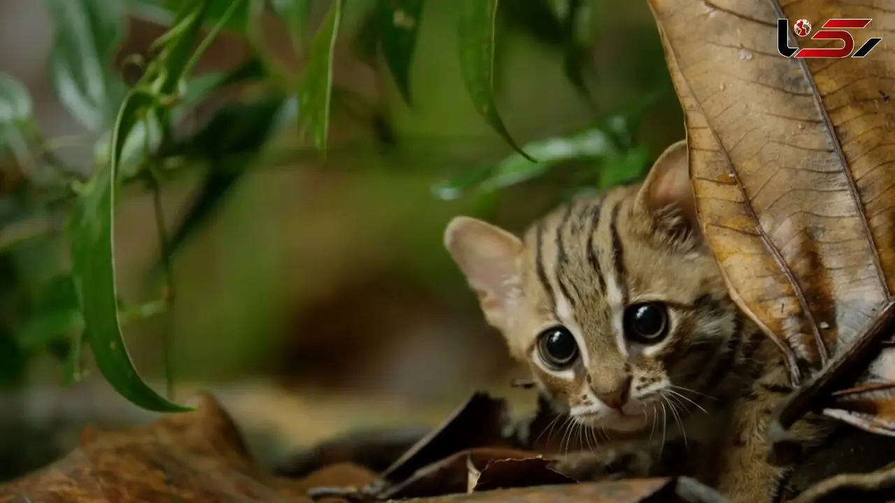 کوچکترین گربه وحشی دنیا + فیلم