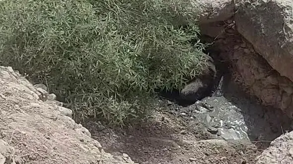 گرمای هوا و تشنگی در ایذه ، خرس و توله اش را آفتابی کرد/فیلم