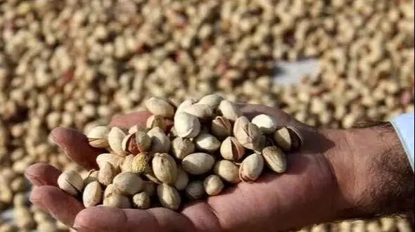  کشف ۲ تن پسته سرقتی در دامغان 