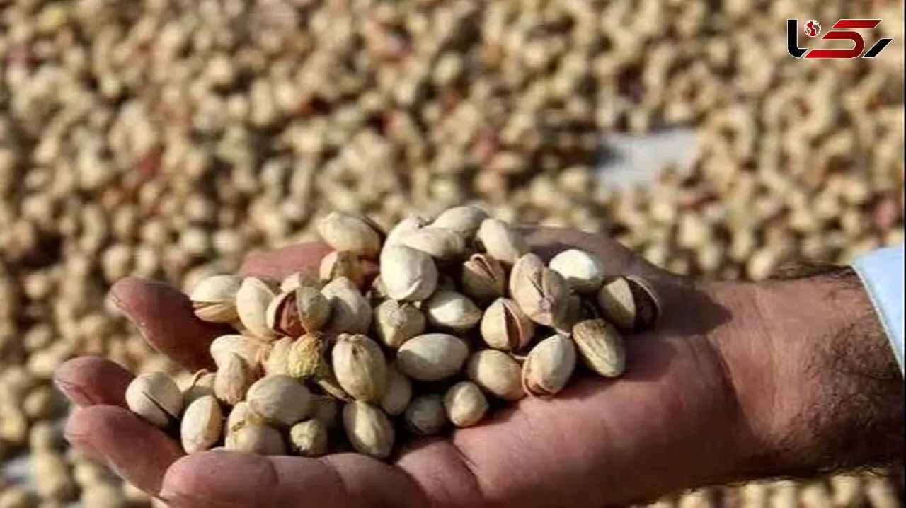 کشف ۲ تن پسته سرقتی در دامغان 
