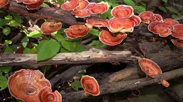 درمان جدید 4 بیماری دردناک توسط محققان کشور