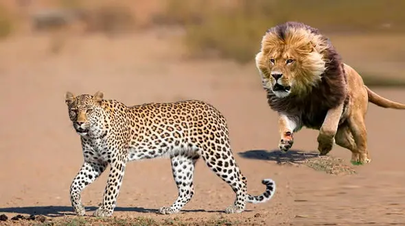 فیلم باورنکردنی از شکار پلنگ توسط شیر ! / دست بالای دست بسیار است !