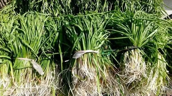 کشف محموله قاچاق گیاهان دارویی در دزفول / ماموران حفاظت به موقع رسیدند