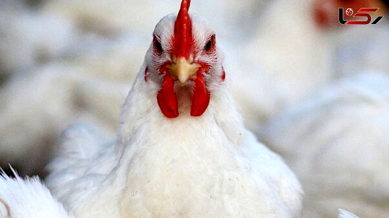 چرا قیمت مرغ و تخم مرغ افزایشی شد ؟