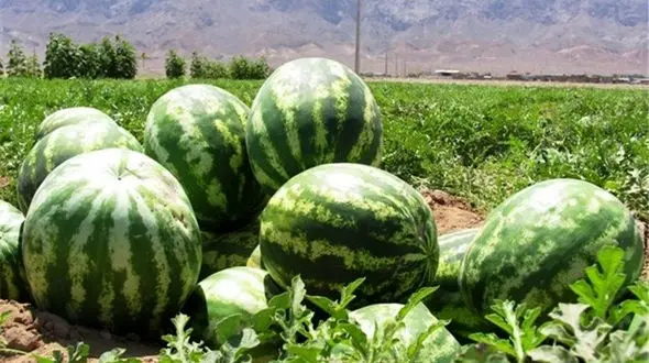 با هندوانه میان وعده درست کنیم + فیلم 