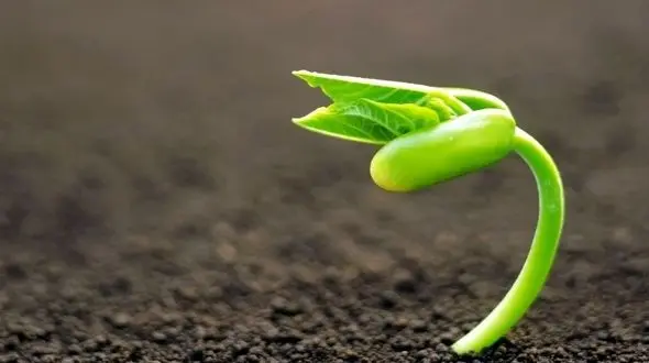 تقویت حافظه با یک جوانه