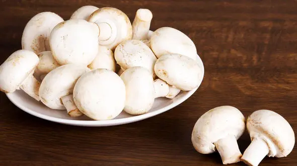 کاهش کلسترول بد خون با این ماده غذایی/خواص قارچ را بیشتر بشناسید