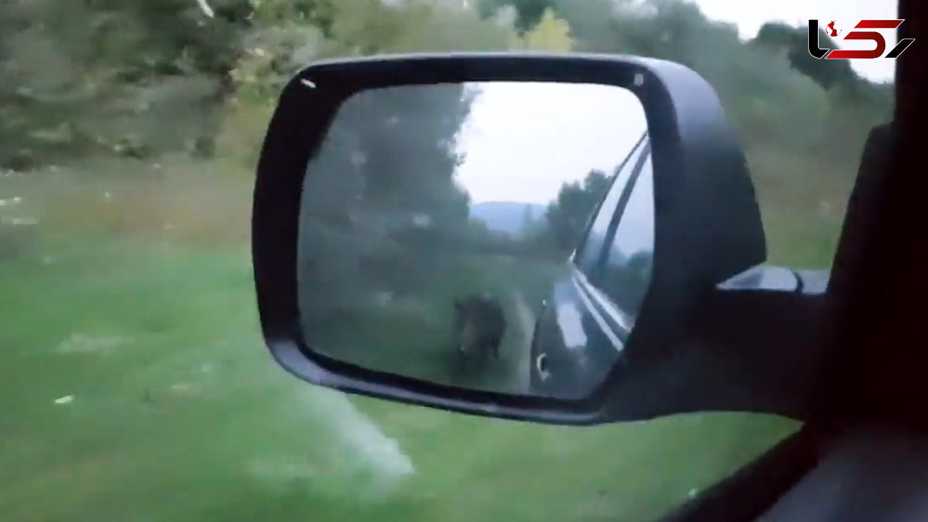 حمله عجیب  گرازها به یک ماشین + فیلم