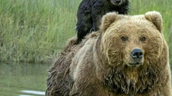 از بازی کردن خرس مادر و فرزندش تا شیطنت های اردک ها