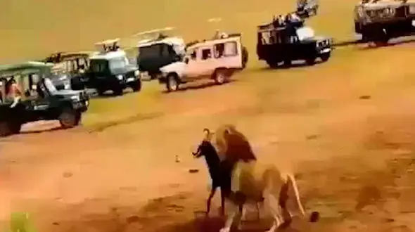 لحظه دریده شدن گلوی بوفالو زیر دندان های شیر + فیلم