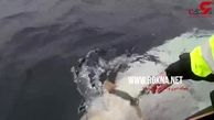 روسیه از نهنگ‌های سفید در عملیات نظامی بهره می‌برد+فیلم
