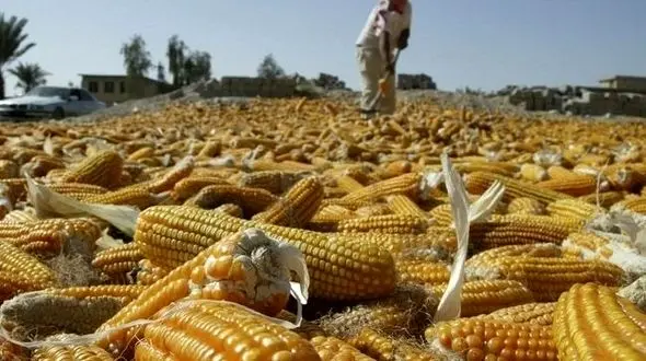 مطالبات ذرت کاران دزفولی پرداخت شد