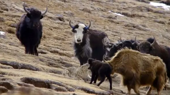 گاومیش گوساله اش را از دندان های پلنگ برفی نجات داد+ فیلم و عکس