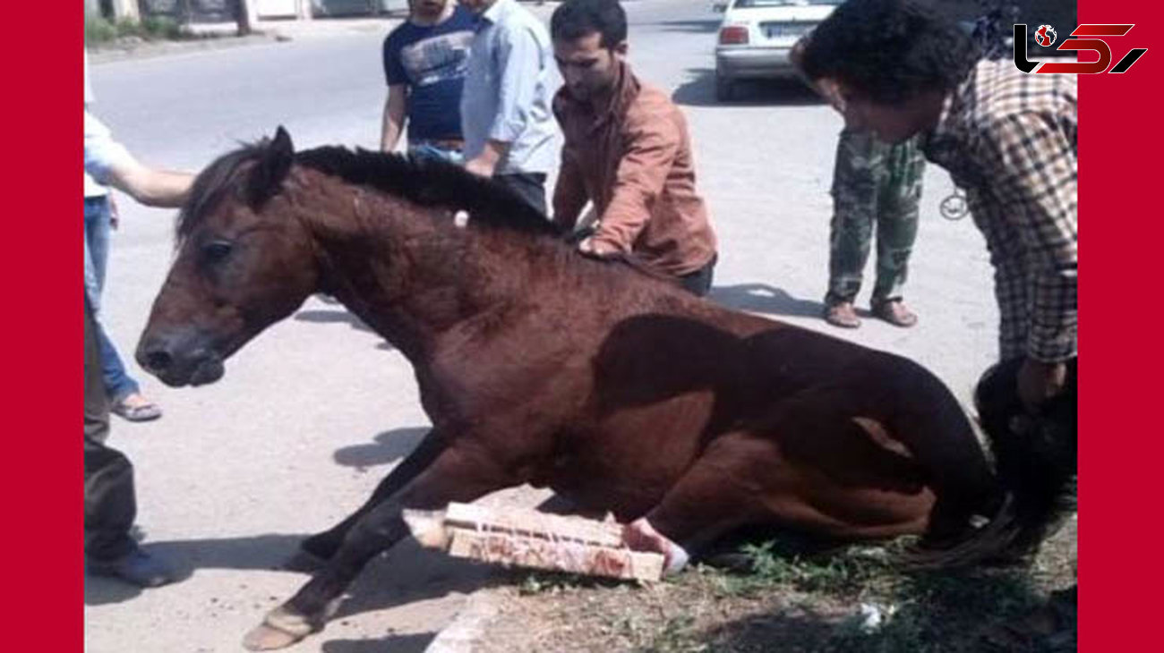 عکس تلخ از تصادف خونین با اسب در رامهرمز + جزییات