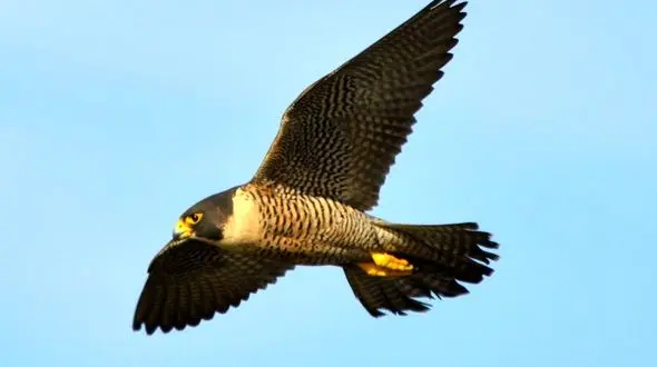 فیلم/ سریع‌ترین و گران‌ترین پرنده دنیا با حداکثر سرعت ۳۸۹ کیلومتر 
