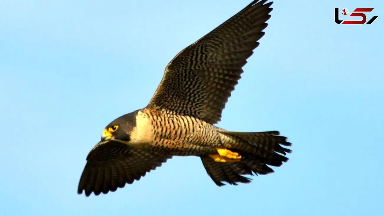 فیلم/ سریع‌ترین و گران‌ترین پرنده دنیا با حداکثر سرعت ۳۸۹ کیلومتر 