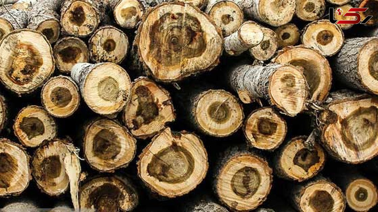 کشف ۱۶ اصله چوب آلات قاچاق در عباس آباد