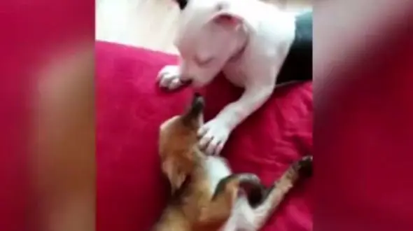 رفاقت زیبای سگ و روباه + فیلم