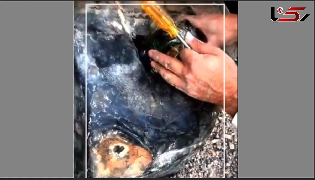 مرز دوغارون؛ محموله مرگ با ایکس‌ری شکار شد+ فیلم 