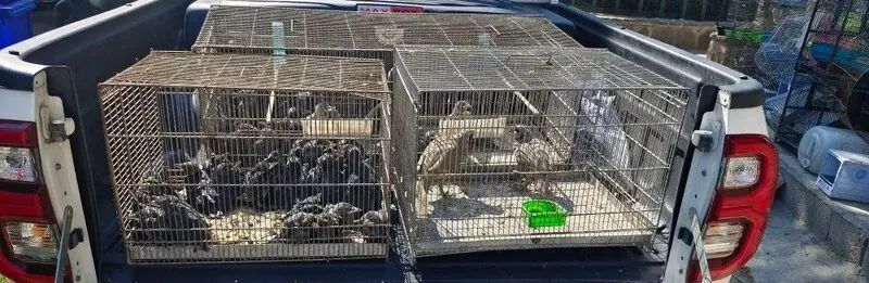 ضبط گونه‌ های حفاظت‌ شده در بازار پرندگان خلیج فارس 1