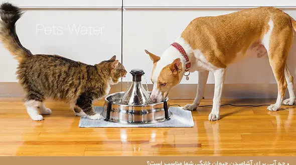 حیوان خانگی شما چه‭ ‬آبی‭ ‬باید بنوشد؟