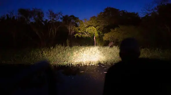 گرازها در قزوین در امان نیستند / بازداشت 4 مرد فاش کرد