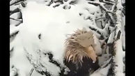 فیلم جالب از مراقبت عقاب مادر از فرزندانش در سرما و یخبندان / شگفت انگیز