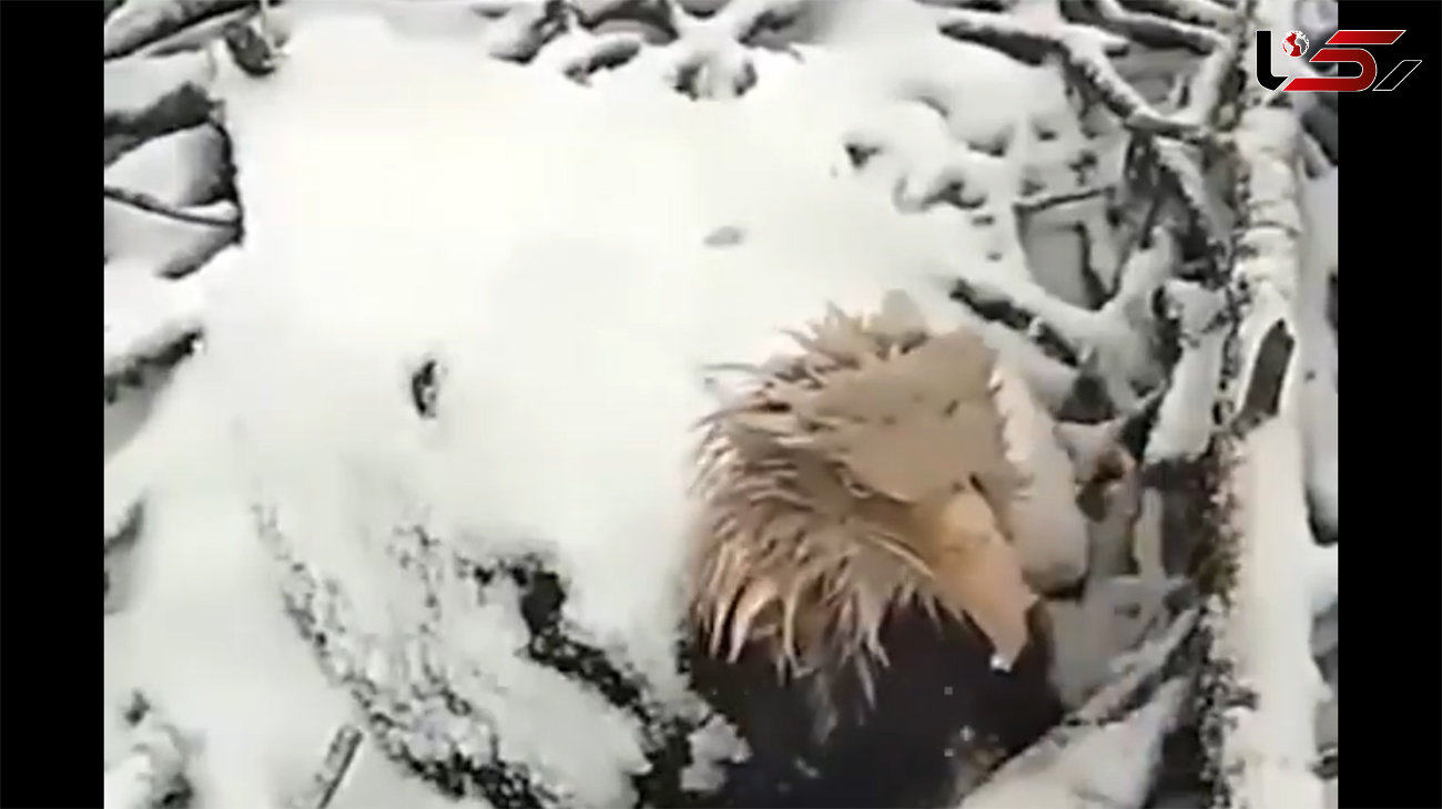 فیلم جالب از مراقبت عقاب مادر از فرزندانش در سرما و یخبندان / شگفت انگیز