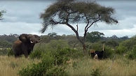 فیلی که آرامش را به چشم انداز تانزانیا برگرداند +عکس