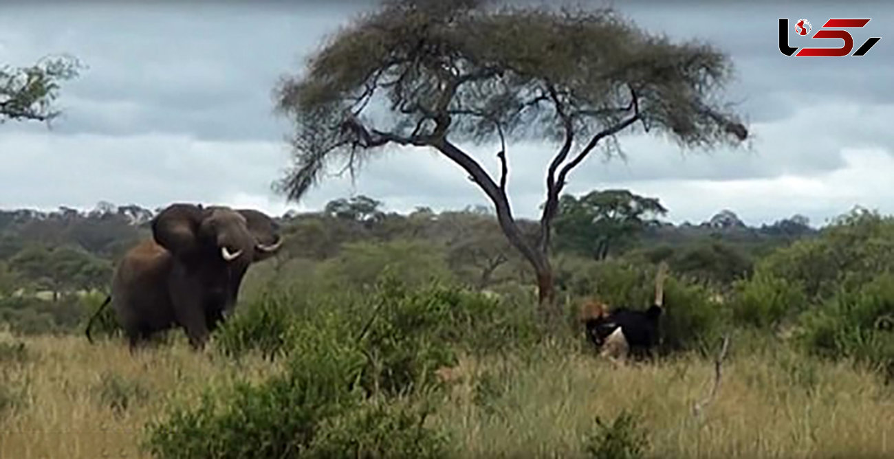 فیلی که آرامش را به چشم انداز تانزانیا برگرداند +عکس