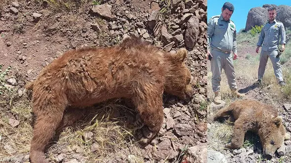 کشته شدن خرس قهوه ای بر اثر برخورد با خودرو