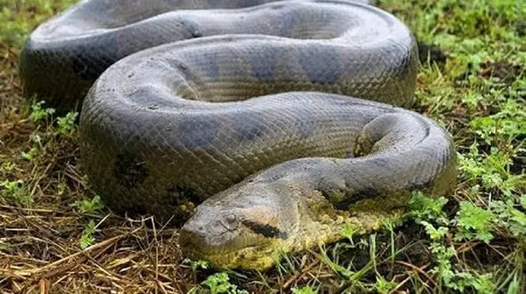 مار غول‌پیکری که  زلزله از زمین بیرون کشید + عکس حیرت انگیز