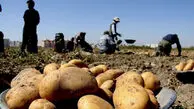 قیمت سیب‌ زمینی به کیلویی ۷۰ هزار تومان رسید؛ هشدار درباره ادامه گرانی در بازار
